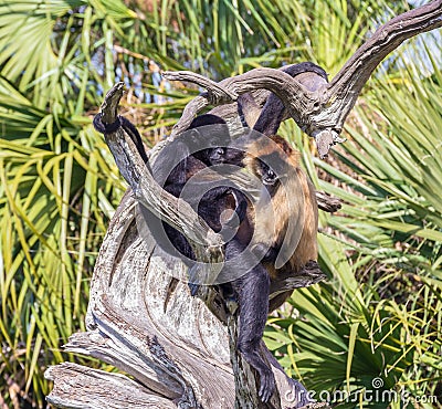 Pair of Monkeys in Driftwood Stock Photo