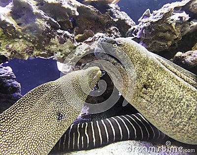 A Pair of Moray Eels on a Reef, Maui, Hawaii Stock Photo