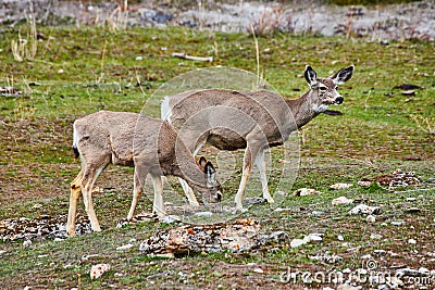 Pair of mountain deer grazing on grasses in the hills Stock Photo