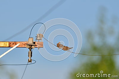 A pair of Mourning Dove on the Wire Stock Photo