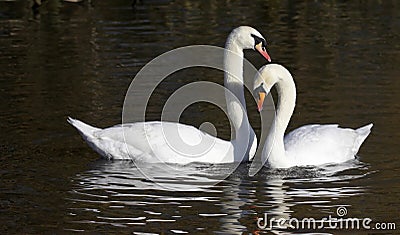 Pair of Mute Swans Stock Photo