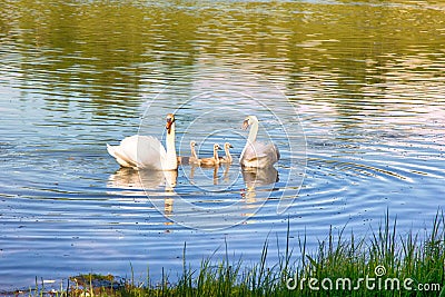 Pair of mute swans (Cygnus olor) with downy Chicks Stock Photo