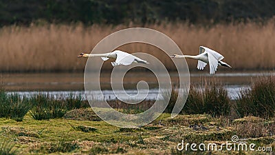 A pair of Mute Swans, Mute Swan, Cygnus olor in a flight over the water Stock Photo