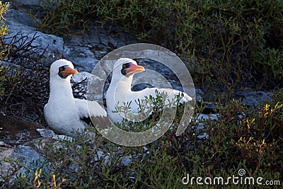 Pair of Nazca Boobies in the morning sun Stock Photo