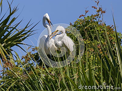 Nesting Egrets in Atlantic Beach, Florida Stock Photo