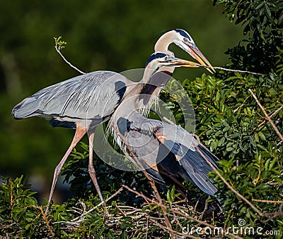 Pair of nesting Great blue herons in spring Stock Photo