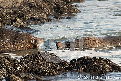 A pair of New Zealand fur seals Stock Photo