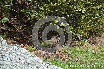 Pair of New Zealand Kea Parrots Stock Photo