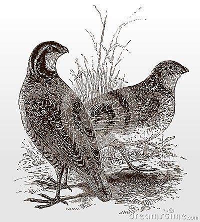 Pair of northern bobwhite or virginia quail, colinus virginianus standing on a grassland Vector Illustration