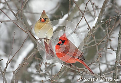 Pair of Northern Cardinals Stock Photo