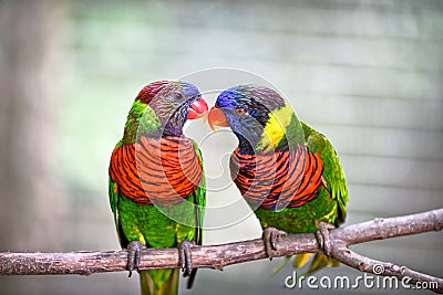 Pair of ornate lorikeet birds perched on a branch Stock Photo