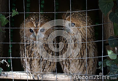 Pair of owls Scops owl in small private zoo Stock Photo