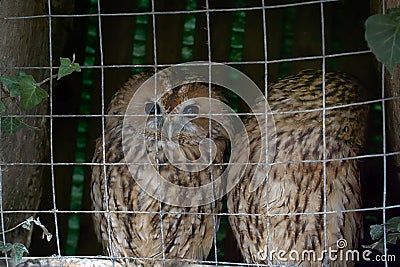 Pair of owls Scops owl in small private zoo Stock Photo