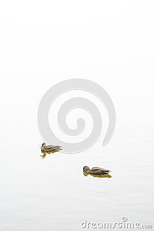 A pair of Pacific Black Duck Mallard Birds Stock Photo