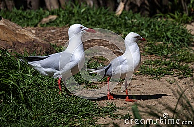 A pair of Pacific Gull (Larus pacificus) Stock Photo