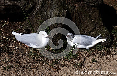 A pair of Pacific Gulls (Larus pacificus) Stock Photo