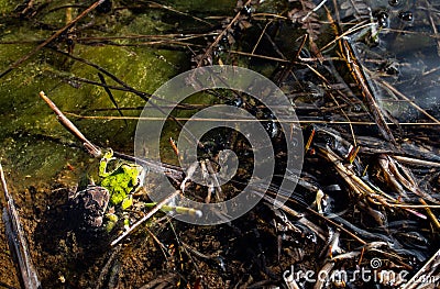 Pacific Treefrogs Hyla regilla mating Stock Photo