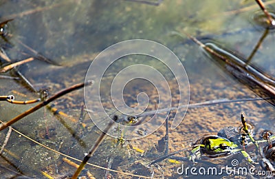 Pair of Pacific Treefrogs Hyla regilla mating while submerged Stock Photo