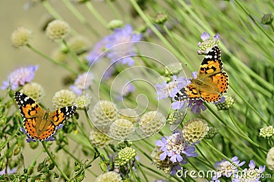 Pair of Painted Ladies Stock Photo