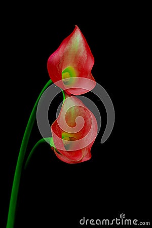 Pair of pale red mini calla lillies against black background Stock Photo