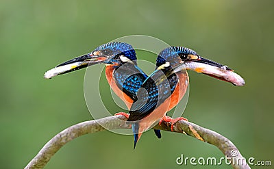 Pair parents of Blue-eared kingfisher, lovely vivid blue birds with bright brown belly carrying fresh fish in their mouth to feed Stock Photo