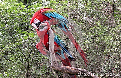 Pair of parrot birds Stock Photo