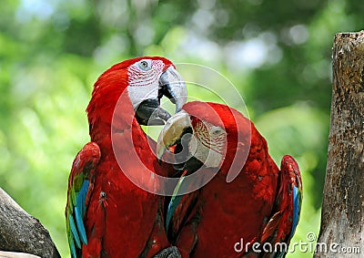 Pair of parrots Stock Photo