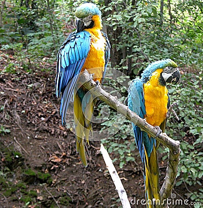 Pair of Parrots Stock Photo