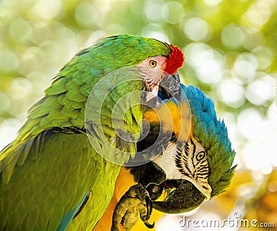 Pair of parrots Stock Photo