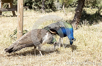 A pair of peacocks Stock Photo