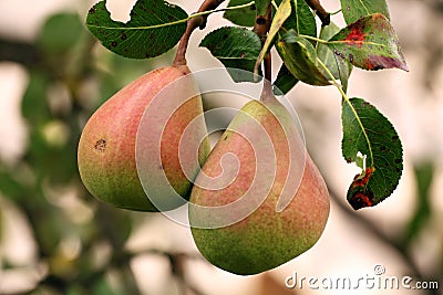 Pair of Pears Stock Photo