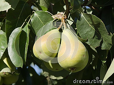 Pair of pears ripe Stock Photo