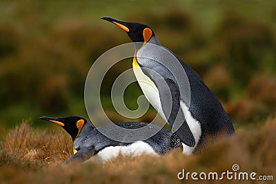Pair of penguins. Mating king penguins with green background in Falkland Islands. Pair of penguins, love in the nature. Beautiful Stock Photo
