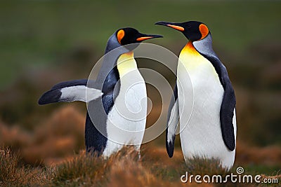 Pair of penguins. Mating king penguins with green background in Falkland Islands. Pair of penguins, love in the nature. Beautiful Stock Photo