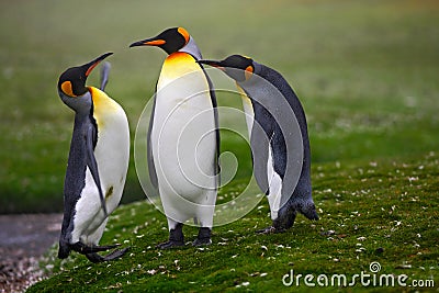 Pair of penguins. Mating king penguins with green background in Falkland Islands. Pair of penguins, love in the nature. Beautiful Stock Photo