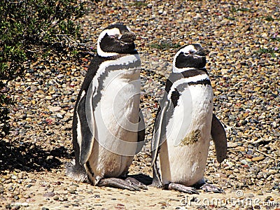 Pair of penguins standing on the ground in Puerto Madryn, Argentina. Stock Photo