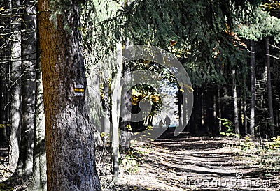 A pair of people on a forest road marked with a tourist sign Stock Photo
