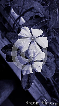 A pair of periwinkle flowers Stock Photo