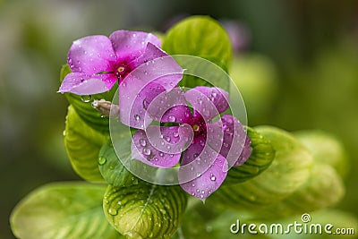 Pair of Periwinkle or Vinca Minor Stock Photo