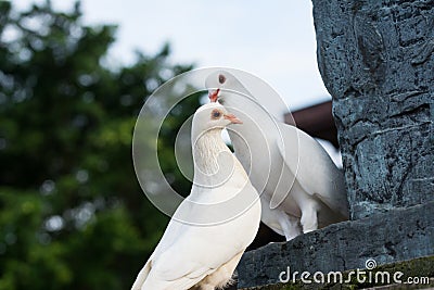 Pair of pigeons with love Stock Photo