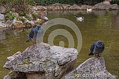 Pair of pigeons sleeping on stones in a pond on a cold day Stock Photo