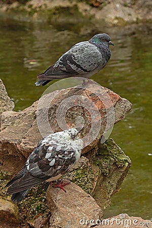 Pair of pigeons on the stones. White dove looks at another Stock Photo