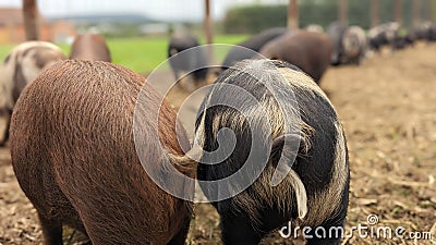 A pair of Pigs with curly tails standing together Stock Photo
