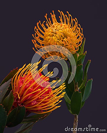 Pair of pincushion protea blossoms surrealistic vintage macro on blue background Stock Photo