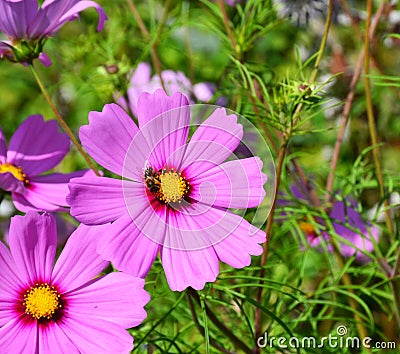 Pair of pink Cosmos flowers Stock Photo