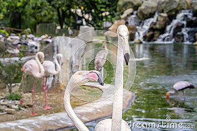 Pair of pink flamingos on a lake with a waterfall in park. Stock Photo