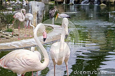Pair of pink flamingos on a lake with a waterfall in Kuala Lumpur bird park. Stock Photo