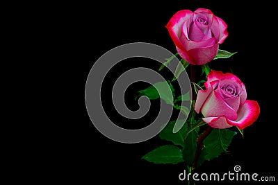 Pair of pink hybrid roses against dark background Stock Photo