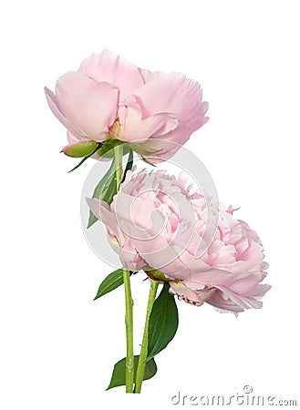 A pair Pink peony Stock Photo