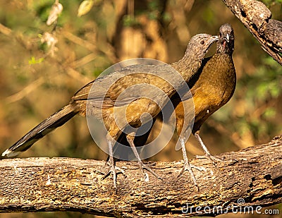 Pair of Plain Chacalaca perched on tree stump Stock Photo